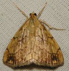 Attēlu rezultāti vaicājumam “Evergestis pallidata”