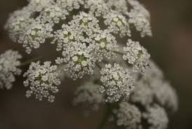 Attēlu rezultāti vaicājumam “Libanotis montana leaf”