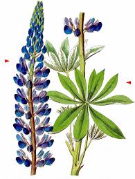 Image result for Lupinus polyphyllus Lindl.
