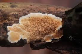 Attēlu rezultāti vaicājumam “Diderma ochraceum spores”