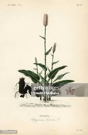 Attēlu rezultāti vaicājumam “Bistorta major”