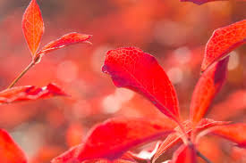 Attēlu rezultāti vaicājumam “Enkianthus chinensis leaf”