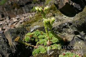 Attēlu rezultāti vaicājumam “Jovibarba globifera”