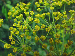 Image result for Pastinaca sativa