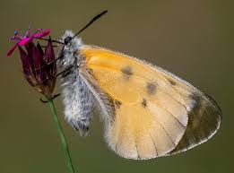 Attēlu rezultāti vaicājumam “Parnassius mnemosyne upperside”