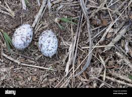 Attēlu rezultāti vaicājumam “Caprimulgus europaeus eggs”