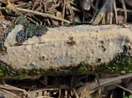 Attēlu rezultāti vaicājumam “Vuilleminia comedens”