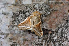 Attēlu rezultāti vaicājumam “Habrosyne pyritoides”