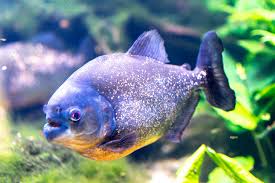 Image result for Prestatyn Piranhas