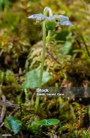 Attēlu rezultāti vaicājumam “Moneses uniflora flower”