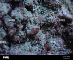 Attēlu rezultāti vaicājumam “Baeomyces rufus”