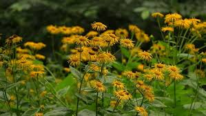 Image result for Telekia speciosa