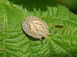 Attēlu rezultāti vaicājumam “Eurygaster testudinaria nymph”