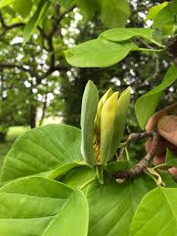 Attēlu rezultāti vaicājumam “Magnolia acuminata flower”