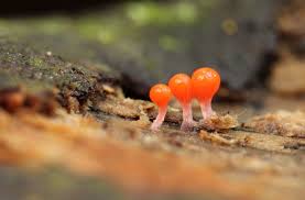 Attēlu rezultāti vaicājumam “Stemonitopsis typhina young”