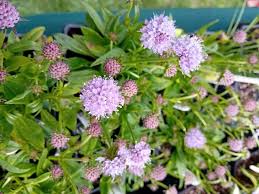 Attēlu rezultāti vaicājumam “Succisa pratensis leaf”