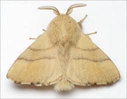 Attēlu rezultāti vaicājumam “Malacosoma neustria”