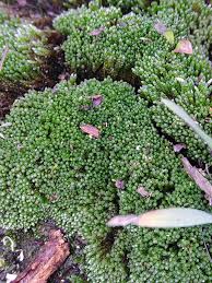 Attēlu rezultāti vaicājumam “Bryum neodamense”