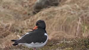 Attēlu rezultāti vaicājumam “Haematopus ostralegus”