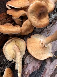 Attēlu rezultāti vaicājumam “Armillaria sp.”