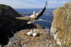 Attēlu rezultāti vaicājumam “Ciconia ciconia adult”