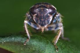 Attēlu rezultāti vaicājumam “Rhopalus maculatus imago”