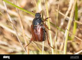 Attēlu rezultāti vaicājumam “Phyllopertha horticola”