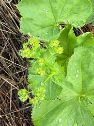 Attēlu rezultāti vaicājumam “Alchemilla vulgaris aggr. leaf”