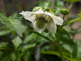 Attēlu rezultāti vaicājumam “Rubus illecebrosus fruit”