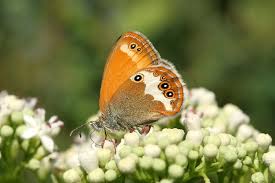 Attēlu rezultāti vaicājumam “Coenonympha arcania”