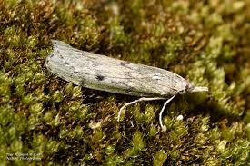 Attēlu rezultāti vaicājumam “Aphomia sociella female”