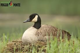 Attēlu rezultāti vaicājumam “Branta canadensis adult”