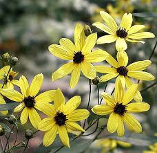 Image result for Coreopsis