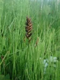Attēlu rezultāti vaicājumam “Blysmus compressus leaf”