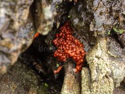 Attēlu rezultāti vaicājumam “Arcyria minuta macro”