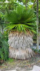 Attēlu rezultāti vaicājumam “Conardia compacta macro”