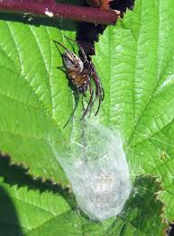 Attēlu rezultāti vaicājumam “Larinioides cornutus male”