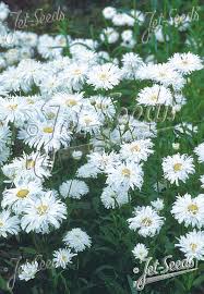 Image result for Chrysanthemum leucanthemum