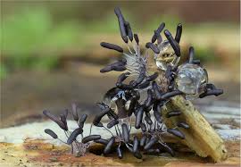 Attēlu rezultāti vaicājumam “Stemonitopsis aequalis var. microspora”