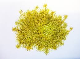 Attēlu rezultāti vaicājumam “Sphagnum tenellum”