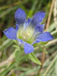 Attēlu rezultāti vaicājumam “Gentiana pneumonanthe flower”