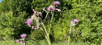 Attēlu rezultāti vaicājumam “Cirsium palustre flower”