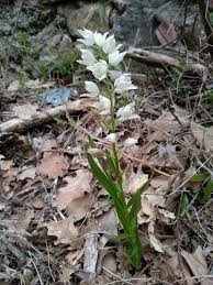 Attēlu rezultāti vaicājumam “Cephalanthera longifolia”