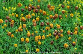 Attēlu rezultāti vaicājumam “Trifolium spadiceum flower”