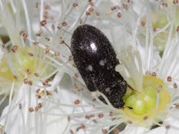 Attēlu rezultāti vaicājumam “Attagenus pellio”