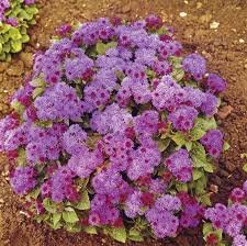 Image result for Ageratum houstonianum