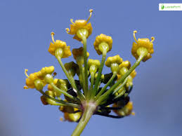 Attēlu rezultāti vaicājumam “Pastinaca sativa subsp. sylvestris leaf”