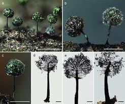 Attēlu rezultāti vaicājumam “Diachea muscorum”