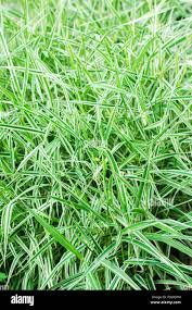 Attēlu rezultāti vaicājumam “Glyceria maxima”