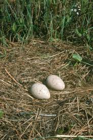 Attēlu rezultāti vaicājumam “Grus grus eggs”